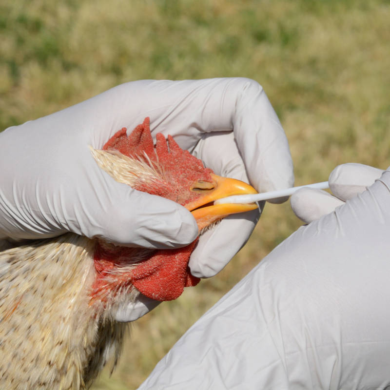 Control de gripe aviar en una granja